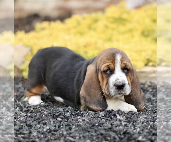 Medium Photo #4 Basset Hound Puppy For Sale in BIRD IN HAND, PA, USA
