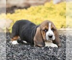 Small #3 Basset Hound