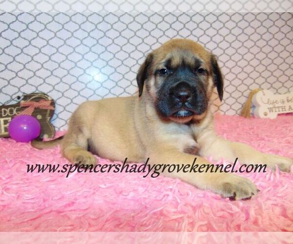 Medium Photo #9 Mastiff Puppy For Sale in CABOOL, MO, USA