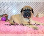 Small #8 Mastiff