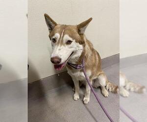 Siberian Husky Dogs for adoption in Modesto, CA, USA