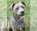 Small American Pit Bull Terrier Mix