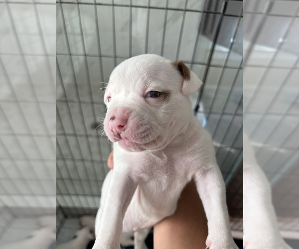 Medium Photo #1 American Bulldog Puppy For Sale in STAFFORD, VA, USA