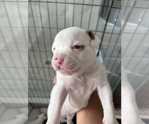 American Bulldog Puppy for sale in STAFFORD, VA, USA