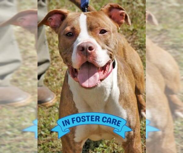 Medium Photo #2 American Staffordshire Terrier-Unknown Mix Puppy For Sale in Tallahassee, FL, USA
