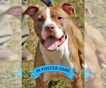 Small #1 American Staffordshire Terrier Mix
