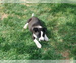 Small #3 Bulldog Mix