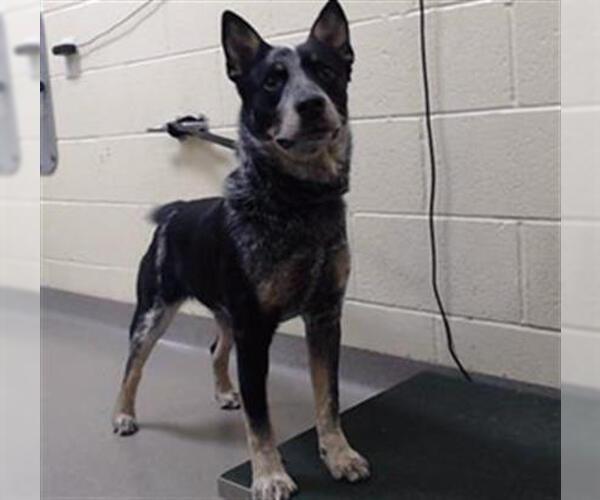 Medium Photo #1 Mutt Puppy For Sale in Denver, CO, USA