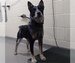 Mutt Dogs for adoption in Denver, CO, USA