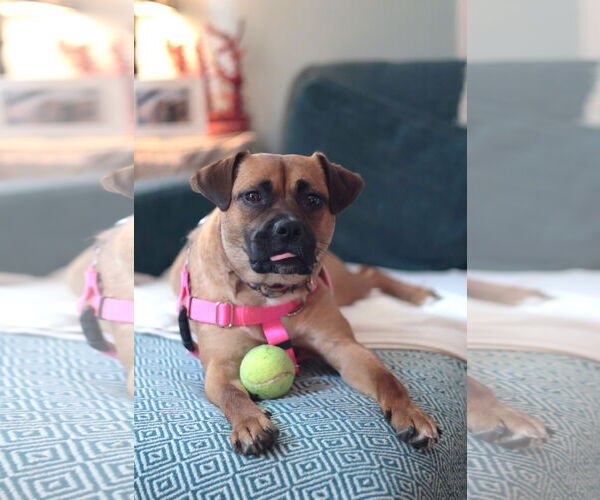 Medium Photo #31 Mutt Puppy For Sale in Philadelphia, PA, USA
