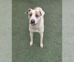 Small #9 Mutt