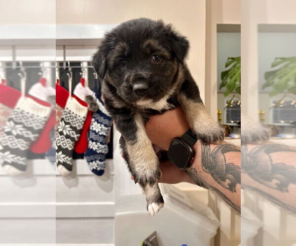 Medium Photo #2 German Shepherd Dog-Unknown Mix Puppy For Sale in Lakewood, CO, USA