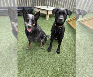 Labrador Retriever-Unknown Mix Dogs for adoption in Coralville, IA, USA