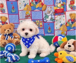 Maltese Puppy for Sale in WINNSBORO, Louisiana USA