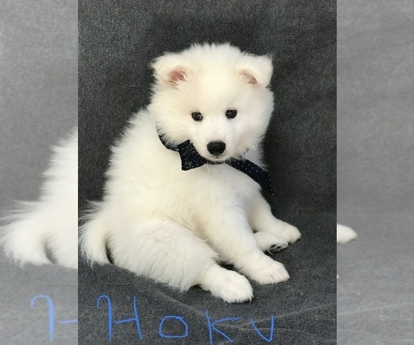 Medium Photo #9 American Eskimo Dog Puppy For Sale in MERRITT IS, FL, USA