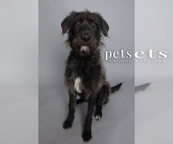 Medium Photo #4 Irish Wolfhound-Labrador Retriever Mix Puppy For Sale in Foristell, MO, USA