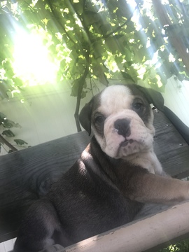 Medium Photo #1 Bulldog Puppy For Sale in EAST HAVEN, CT, USA