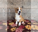 Small #2 Pembroke Welsh Corgi