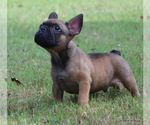 Small #2 French Bulldog