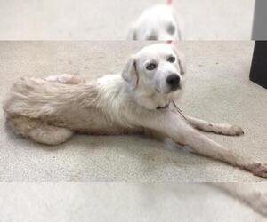 Great Pyrenees Dogs for adoption in Riverside, CA, USA