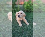 Small #9 Golden Retriever