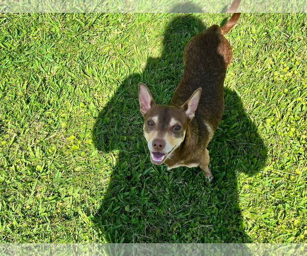 Medium Photo #1 Chiweenie Puppy For Sale in New Orleans, LA, USA
