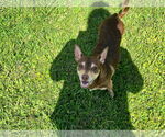 Small Chiweenie