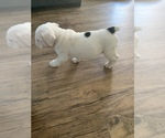 Small Photo #7 English Bulldog Puppy For Sale in GILBERT, AZ, USA