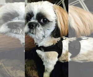 Shih Tzu-Unknown Mix Dogs for adoption in Jackson, NJ, USA