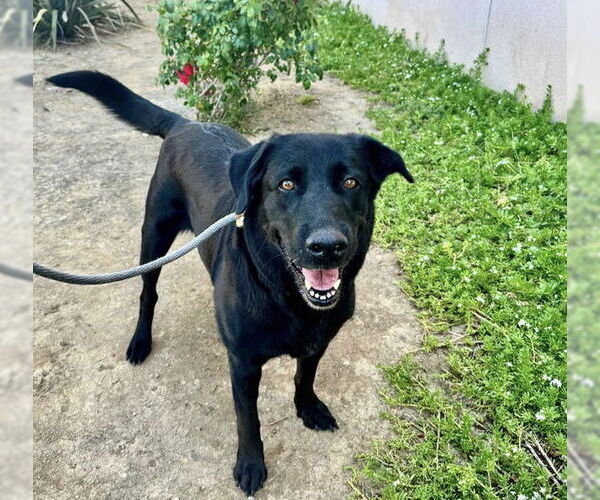 Medium Photo #6 Labrador Retriever Puppy For Sale in San Diego, CA, USA