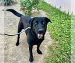 Small #5 Labrador Retriever