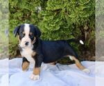 Small #2 Greater Swiss Mountain Dog