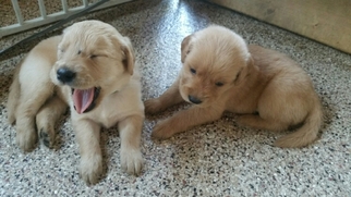 Golden Retriever Puppy for sale in SIOUX FALLS, SD, USA
