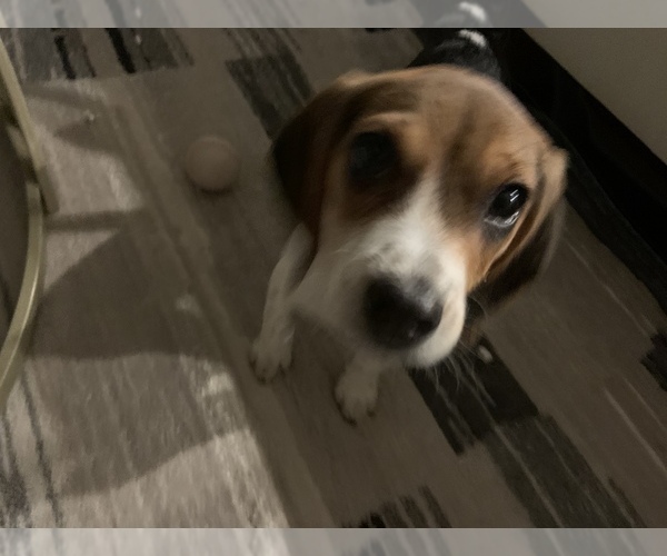 Medium Photo #1 Beagle Puppy For Sale in PARKER, CO, USA