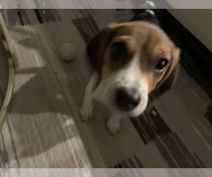 Beagle Puppy for sale in PARKER, CO, USA