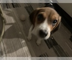 Small Photo #1 Beagle Puppy For Sale in PARKER, CO, USA
