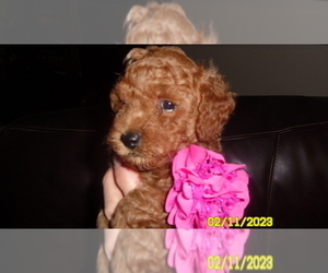 Poodle (Toy) Puppy for sale in DULUTH, GA, USA