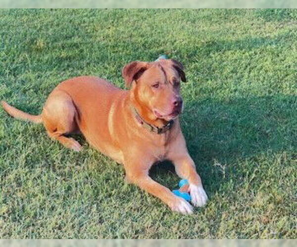 Medium Photo #2 Mutt Puppy For Sale in Clinton, OK, USA