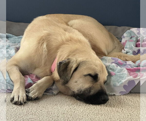 Medium Photo #3 Anatolian Shepherd-Unknown Mix Puppy For Sale in Plainfield, IL, USA