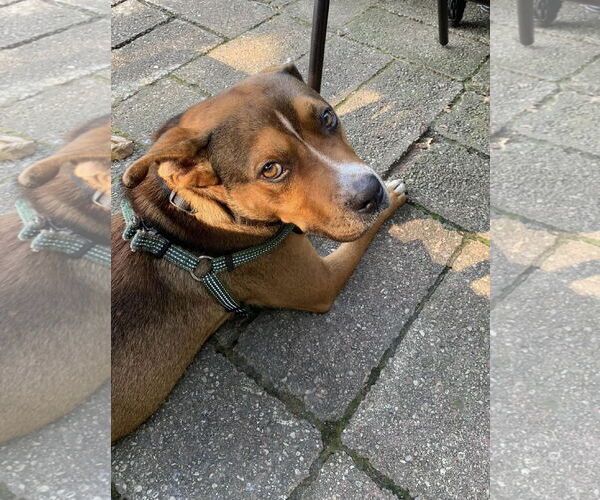 Medium Photo #41 American Pit Bull Terrier-Unknown Mix Puppy For Sale in Germantown, OH, USA