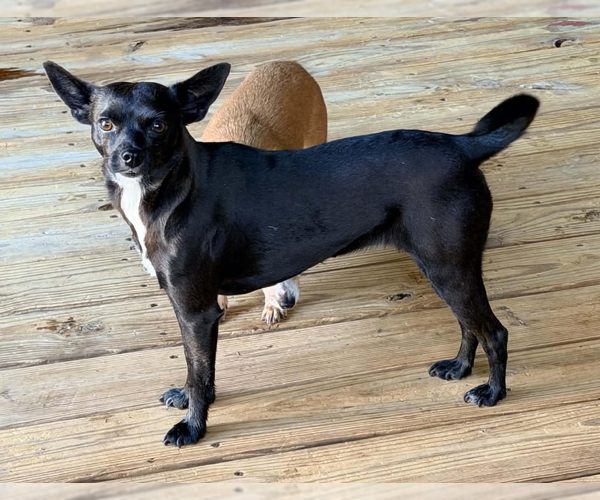 Medium Photo #1 Chihuahua-Unknown Mix Puppy For Sale in Cranston, RI, USA
