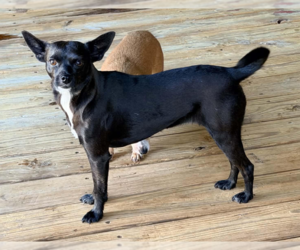 Chihuahua-Unknown Mix Dogs for adoption in Cranston, RI, USA