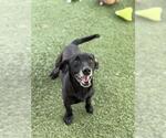 Small #1 Dachshund Mix