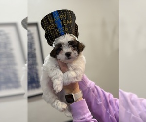 Shorkie Tzu Puppy for sale in LENNOX, SD, USA