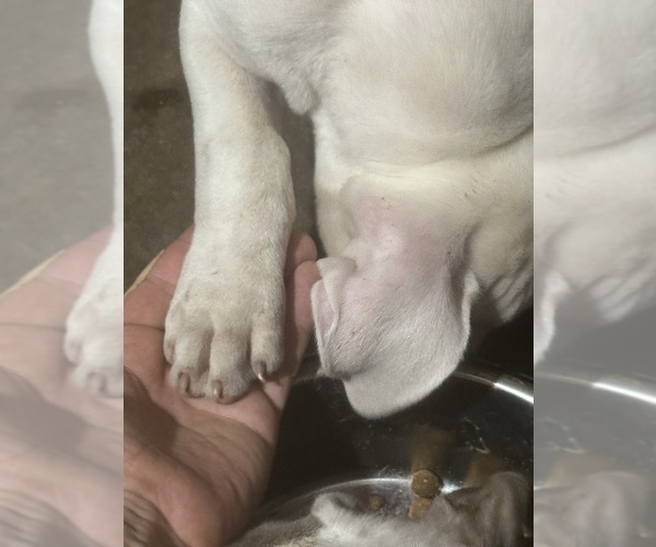 Medium Photo #3 American Bully Puppy For Sale in CHICO, CA, USA