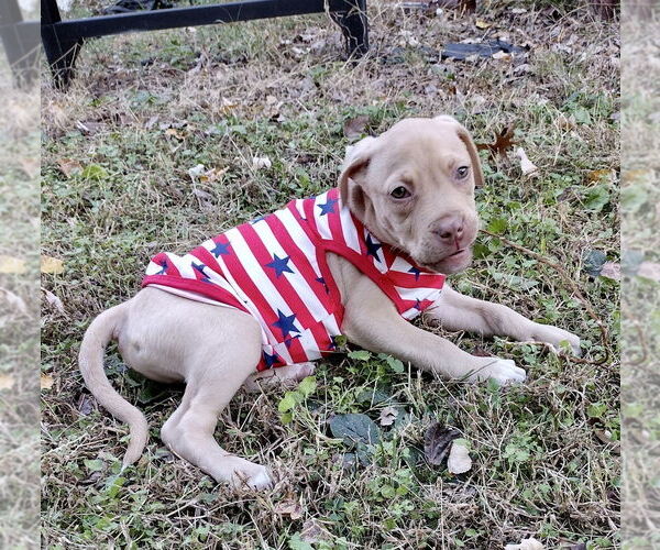 Medium Photo #12 Mutt Puppy For Sale in Mooresville, NC, USA