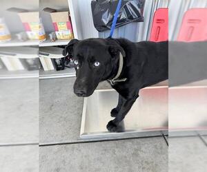 Labrador Retriever Dogs for adoption in Bakersfield, CA, USA