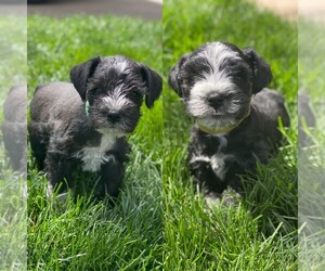 Schnauzer (Miniature) Puppy for sale in OAK GROVE, MO, USA