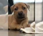 Small Photo #6 Labrador Retriever-Unknown Mix Puppy For Sale in Houston, TX, USA