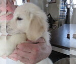 Small Photo #9 English Cream Golden Retriever Puppy For Sale in NORTHWOOD, OH, USA